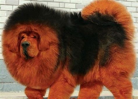 14 Tibetan Mastiff Facts You Never Knew About - Page 3 of 5 - The Dogman