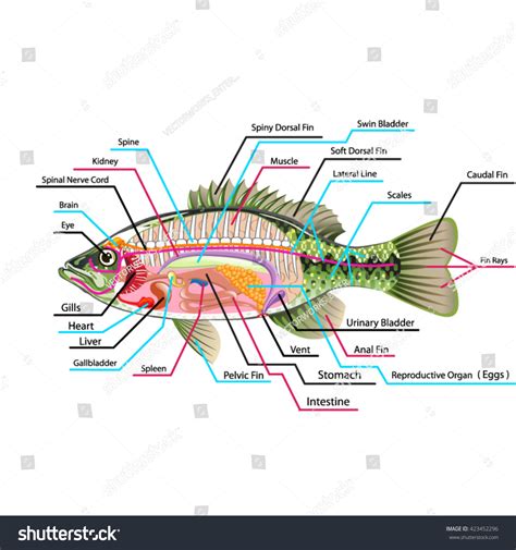 Fish Muscles Anatomy: Over 69 Royalty-Free Licensable Stock ...