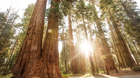 Perché e come visitare il Sequoia National Park?