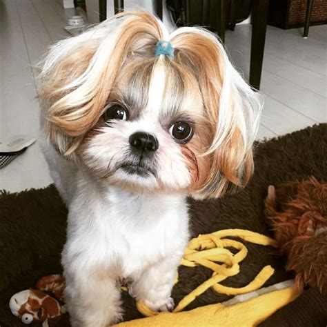 Dog with a ponytail #shihtzuhairstyles | Cute dogs, Shitzu puppies ...