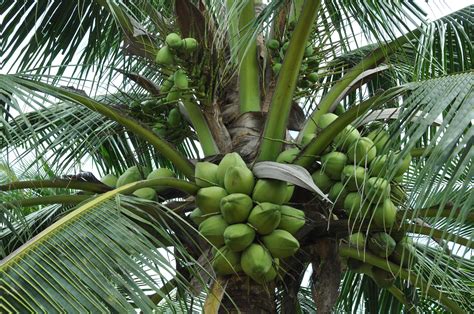 Free photo: Coconut Tree - Coconut, Coconuts, Grow - Free Download - Jooinn