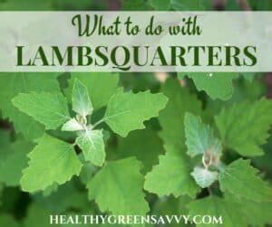 30+ Lambs Quarter Recipes to Try this Season