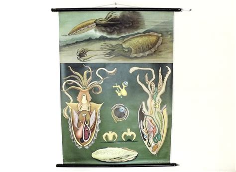 Wall Chart Cuttlefish Anatomy Chart Vintage Poster German