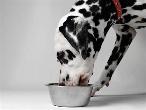 What is BARF Dog Food? | Benefits & More | Nutriment