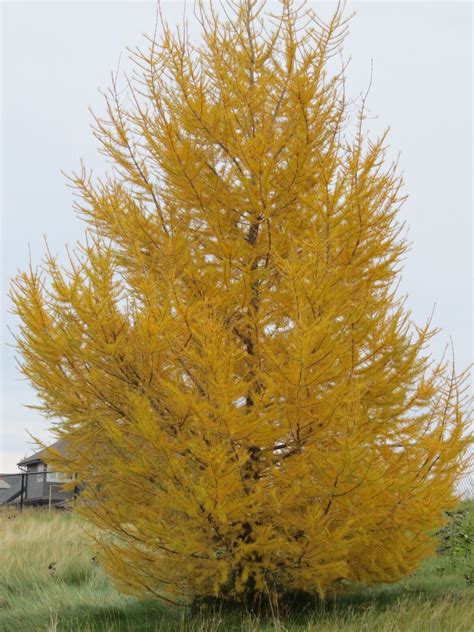 Coniferous Evergreen Trees – Cheyenne Tree Farm – Trees, Shrubs, Perennials – Edmonton Nursery ...