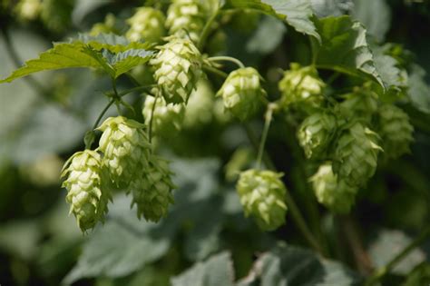 What The Hell Are Hops, Anyway? | HuffPost