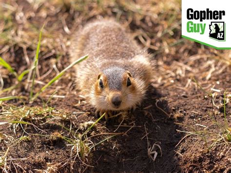 Identify Gopher Damage In Your Yard & Get Rid Of Them