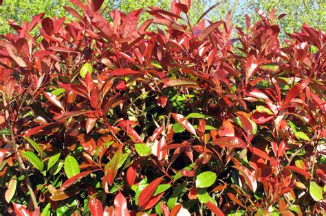 Australian Grow Guide: Photinia Red Robin | Ultimate Backyard