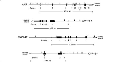 Diagram of locations of all tag-SNPs and other SNPs in the four genes... | Download Scientific ...