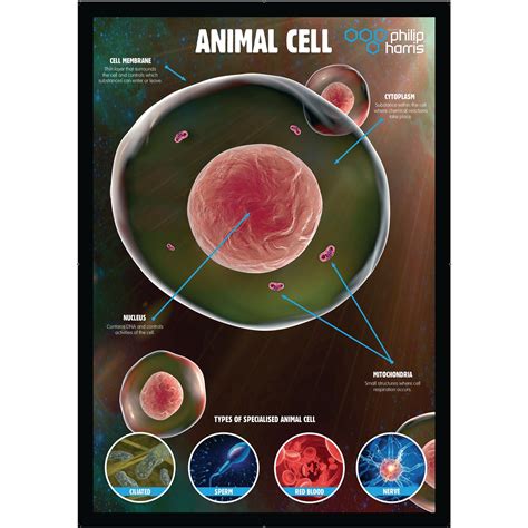 E8R06633 - Animal Cell Structure Poster | Findel International