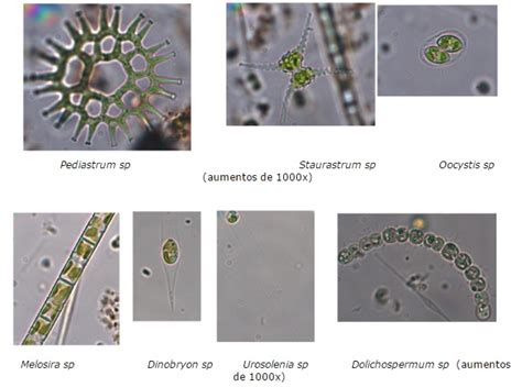 Um pouco sobre Fitoplâncton... - Departamento de Microbiologia