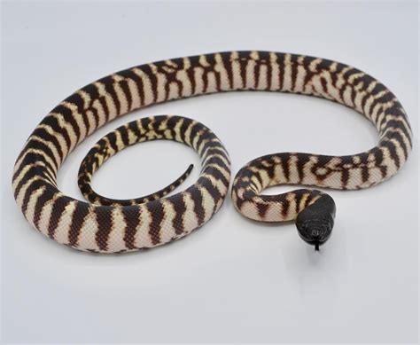 Black Headed Python for sale