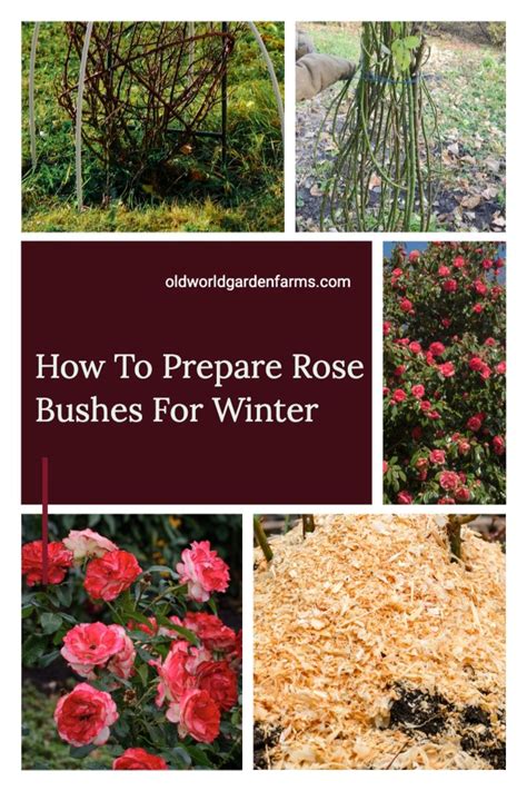 Rose Bushes In Winter - Garden Plant