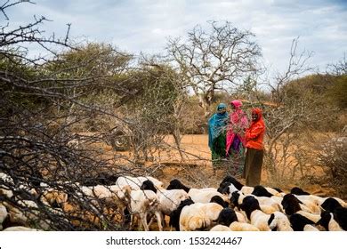 66 Somali sheep Images, Stock Photos & Vectors | Shutterstock