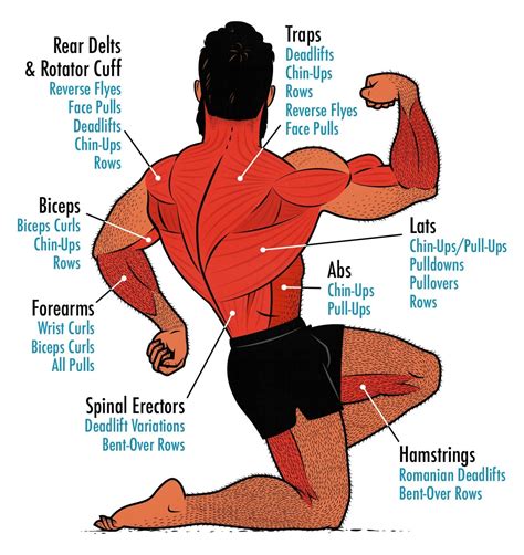 Back Day: The Best Back & Biceps Workout for Building Muscle