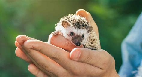 Are African Pygmy Hedgehogs Good Pets?