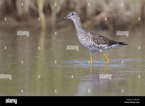 Greater Yellowlegs - Tringa melanoleuca - breeding adult Stock Photo - Alamy