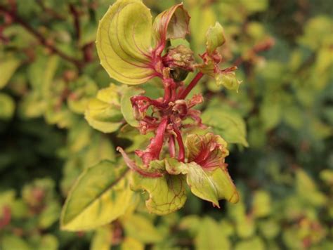 Fuchsia gall mite – Aculops fuchsiae – Problems – Oak Leaf Gardening