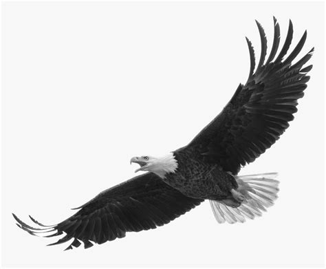 Bald Eagle White Background, HD Png Download - kindpng