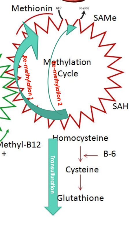 Oxalate Sensitivity - Where does it come from and how to fix it??