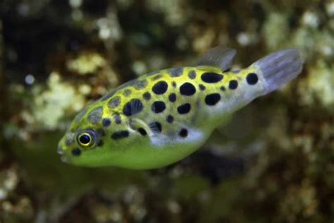 25 Aggressive Freshwater Fish For Your Aquarium