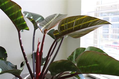 Fertilizing Houseplants - How, When & What to Use