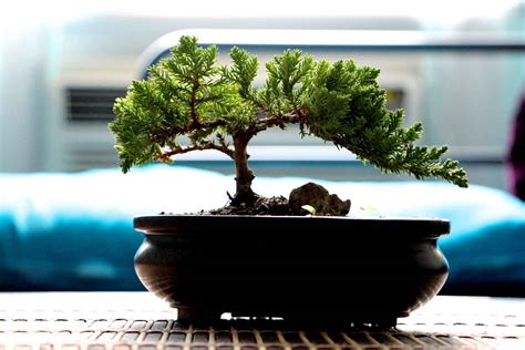What type of bonsai tree is best for you? | Better Homes and Gardens