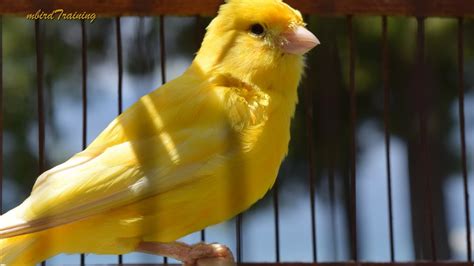 canary singing video - the best canary training song 40 minutes - YouTube