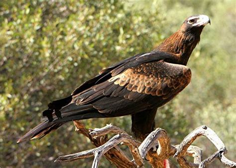 Wedge-tailed eagle – eaglehawk | DinoAnimals.com