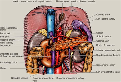 Anatomy of the pancreas and spleen - Surgery - Oxford International Edition