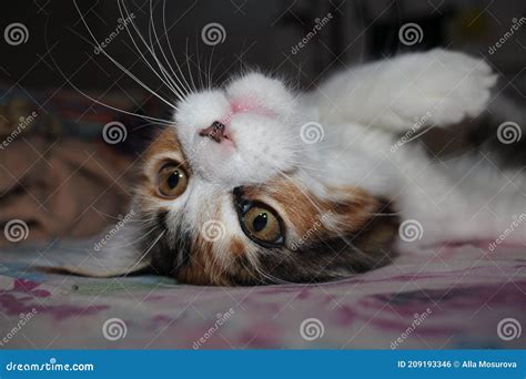 Surprised Funny Cat with Big Eyes Looks Stock Photo - Image of portrait ...