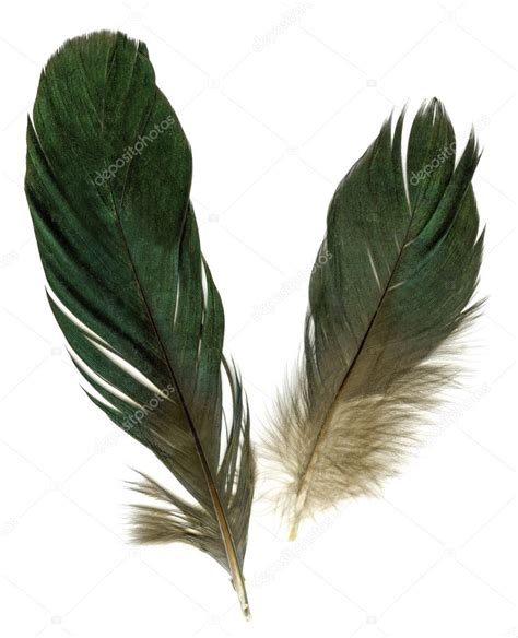 Two raven feathers — Stock Photo © eAlisa #2608299