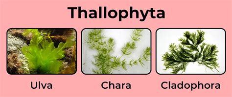 Plant Kingdom - Classification, Characteristics and FAQs