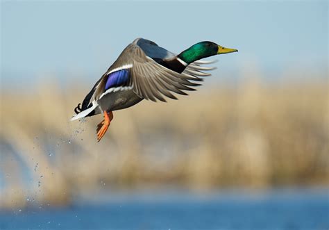 Mallard Duck Flying Wallpaper | HD Wallpapers