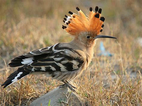 Eurasian Hoopoe - BirdForum Opus | BirdForum