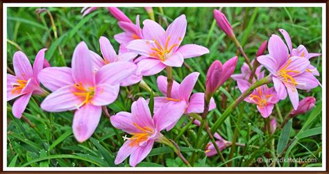 Arvind Katoch Photography : Beautiful Pink Wild Grass flowers of ...