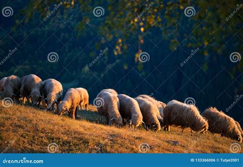 Flock of Sheep Grazing in the Light of Sunset Stock Photo - Image of graze, grazing: 133366006