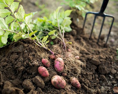 When to plant potatoes: for a bumper crop | Homes & Gardens