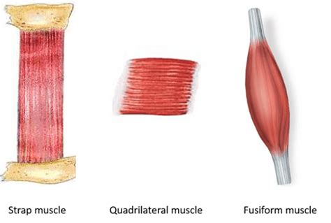 Skeletal Muscle - Parts and Classification -fascicular arrangement