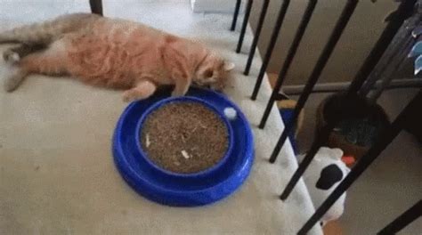 Cat Funny GIF - Cat Funny Lazy - Discover & Share GIFs