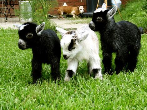 Freak of Nature Thursdays: Miniature Goats