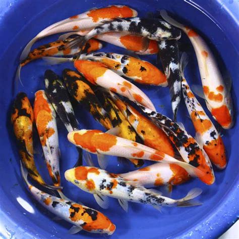 koi fish prices : Biological Science Picture Directory – Pulpbits.net