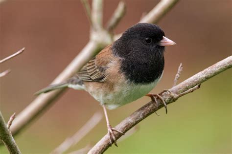 Dark-eyed Juncos, Backyard Gems, Come in a Dazzling Array of Colors | Backyard birds, Backyard ...