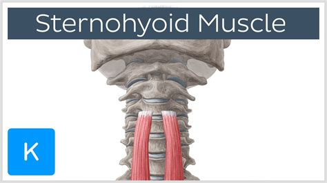 Origin and Insertion of the Sternohyoid Muscle - Human Anatomy | Kenhub ...