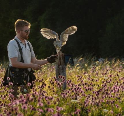 Wildlife day out in Hampshire, birds of prey conservation at the Hawk ...