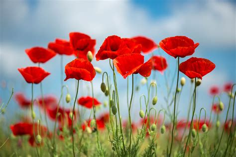 Learn About August’s Birth Flower: The Poppy - Rachel Cho Floral Design