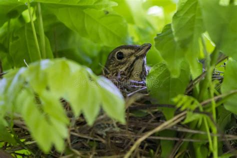 Thrush bird on nest stock image. Image of nest, close - 110948119