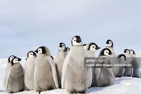 A Nursery Group Of Emperor Penguin Chicks Huddled Together Looking ...