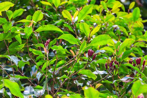 Clove tree (Syzygium aromaticum) with aromatic flower buds in bloom ...