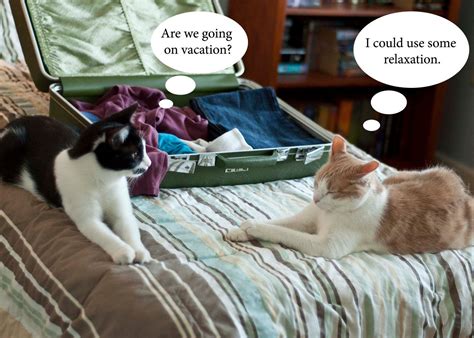 5x7 photo print lol cats going on vacation humor #vacationhumor | Cat photography, Vacation ...